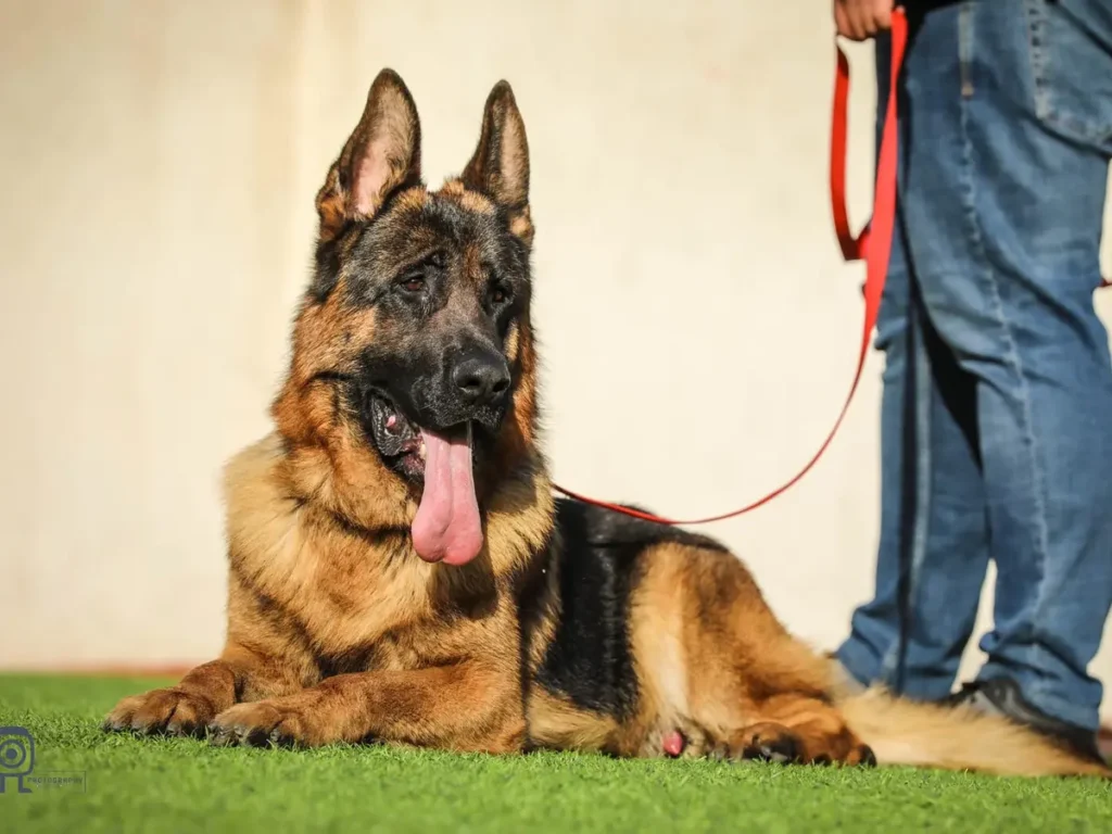 حبس مدير مستشفى في مصر بسبب هجوم كلب على سيدتين